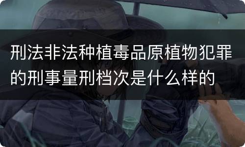 刑法非法种植毒品原植物犯罪的刑事量刑档次是什么样的