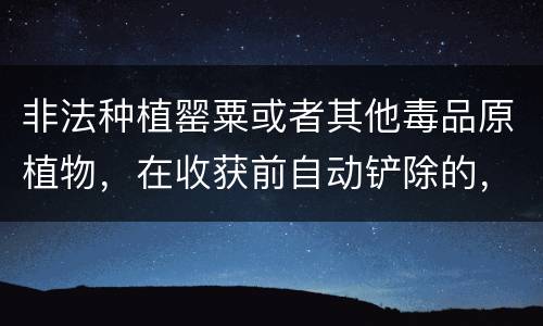 非法种植罂粟或者其他毒品原植物，在收获前自动铲除的，是否可以免除处罚