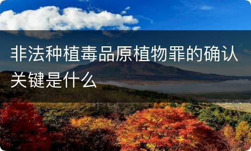 非法种植毒品原植物罪的确认关键是什么