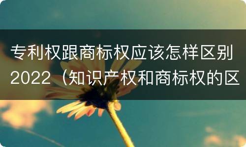 专利权跟商标权应该怎样区别2022（知识产权和商标权的区别）
