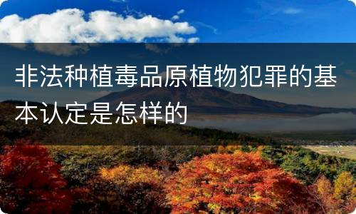 非法种植毒品原植物犯罪的基本认定是怎样的