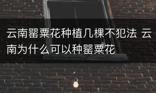 云南罂粟花种植几棵不犯法 云南为什么可以种罂粟花