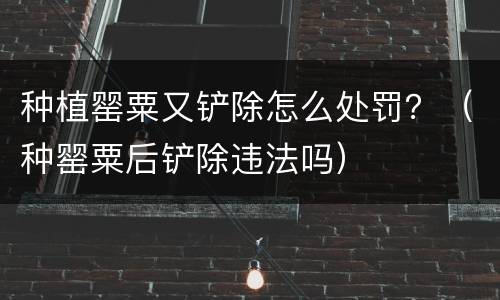 种植罂粟又铲除怎么处罚？（种罂粟后铲除违法吗）