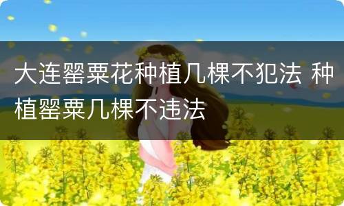 大连罂粟花种植几棵不犯法 种植罂粟几棵不违法