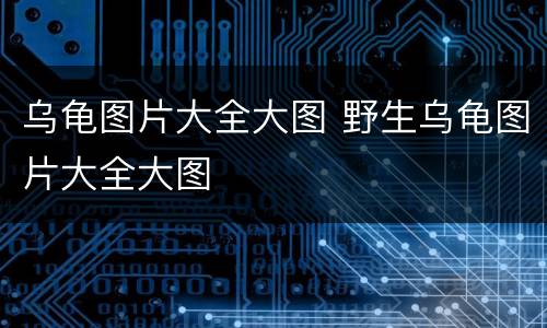 乌龟图片大全大图 野生乌龟图片大全大图